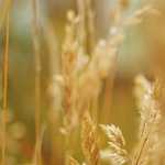 Gidivermek-Müzikle Yolculuk – Afrika II