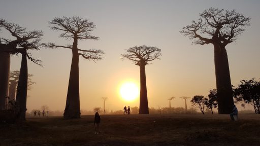 Kendi Halinde Farklı Bir Dünya: Madagaskar Adası