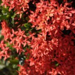 Yeryüzünün Çiçekleri